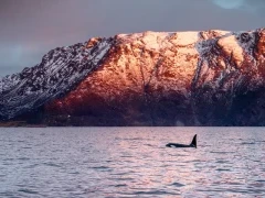 Orca in Norway.