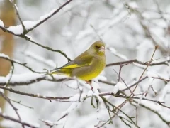 Greenfinch in Scandinavia.