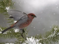 Pine grosbeak in Scandinavia.
