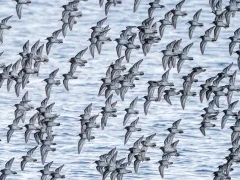 Purple sandpipers in Scandinavia.