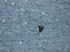 White-tailed eagle in Scandinavia.