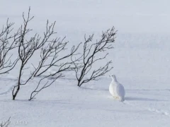 Willow grouse in Scandinavia.