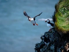 Atlantic puffin in Mull, Scotland