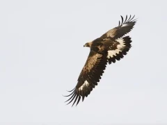 Golden eagle in Mull, Scotland