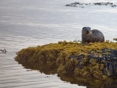 Otter in Mull, Scotland.
