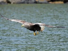 White-tailed sea eagle in Mull, Scotland