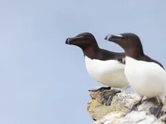Razorbill in Mull, Scotland.