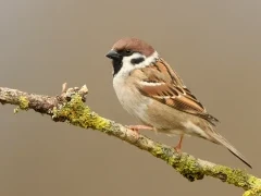 Tree sparrow