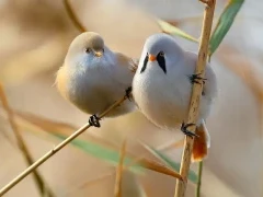 Bearded tit