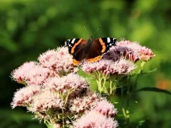 Admiral butterfly at Foulshaw Moss in Lancashire, UK