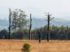 Foulshaw Moss in Lancashire, UK