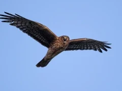 Hen harrier
