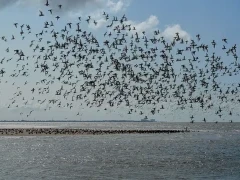 Oystercatcher at Jenny's Point in Lancashire