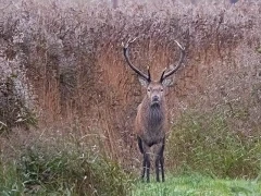 Red deer stag in Leighton Moss, Lancashire