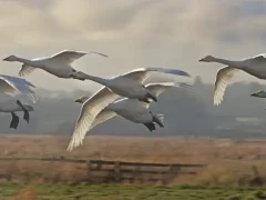 Whooper swan in Martin Mere, Lancashire