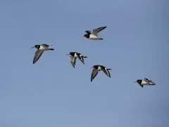 Oystercatchers