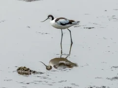 Avocet at Leighton Moss in Lancashire