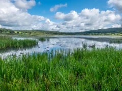 Leighton Moss in Lancashire