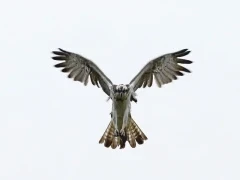 Osprey.