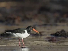Oystercatcher