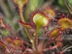 Round-leaved sundew