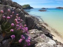Sea thrift on Isle of Mull, Scotland.