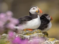 Atlantic puffin in the Treshnish Isles, Scotland.