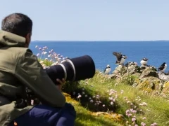 Atlantic puffin in the Treshnish Isles, Scotland.