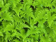 Beech fern on Isle of Mull, Scotland.