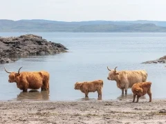 Highland cows on Isle of Mull, Scotland.