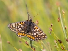 Marsh fritillary in Isle of Mull, Scotland.
