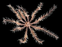 Rosy feather star in Isle of Mull, Scotland.