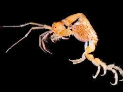 Skeleton shrimp caprella in Isle of Mull, Scotland.