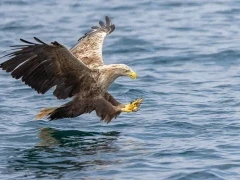 White-tailed eagle in Isle of Mull, Scotland.