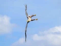 White-tailed eagle in Isle of Mull, Scotland.