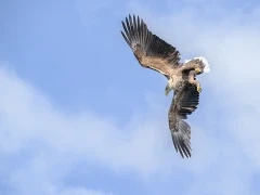 White-tailed eagle in Isle of Mull, Scotland.