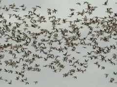 Skein of pink-footed geese