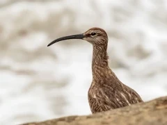 Whimbrel