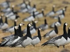 Barnacle geese in Scotland.
