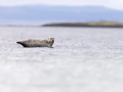 Common seal in Scotland.