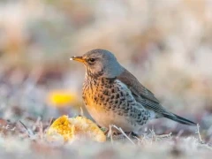 Fieldfare in Scotland.