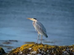 Grey heron by the water, Scotland.