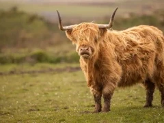 Highland cow in Scotland.