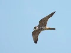 Hobby in flight, Scotland.