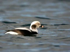 Long-tailed duck in Scotland.
