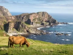 Highland cow by the Mull of Oa, Scotland.