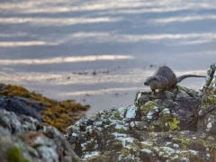 Otter on the shore in Scotland.