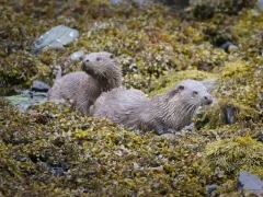 Otter and kit in Scotland.