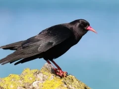 Red-billed chough in Scotland.