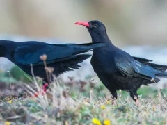 Pair of red-billed chough in Scotland.
